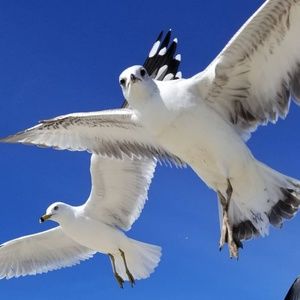 Meet your Posher, Sylvia